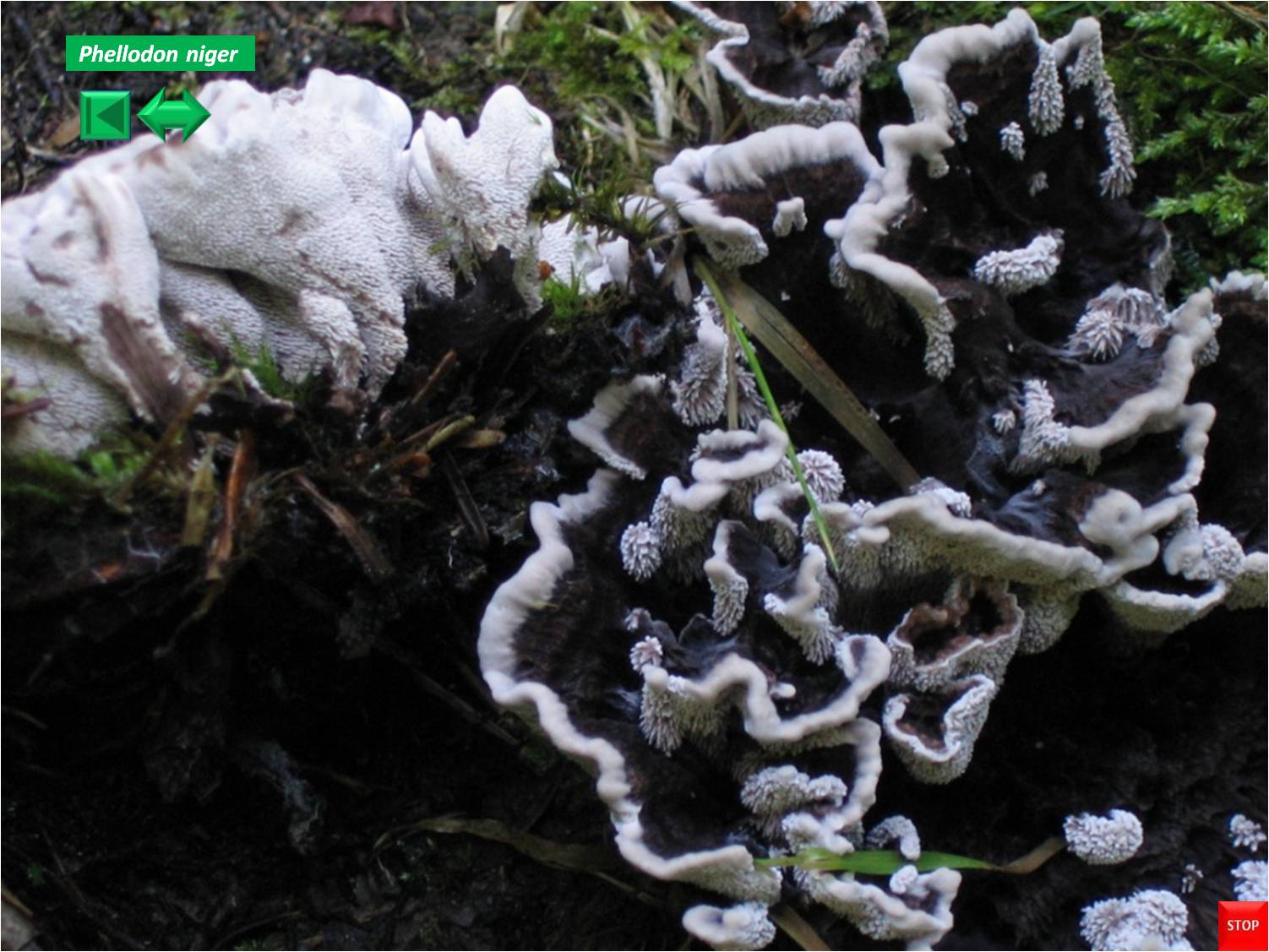 Phellodon melaleucus