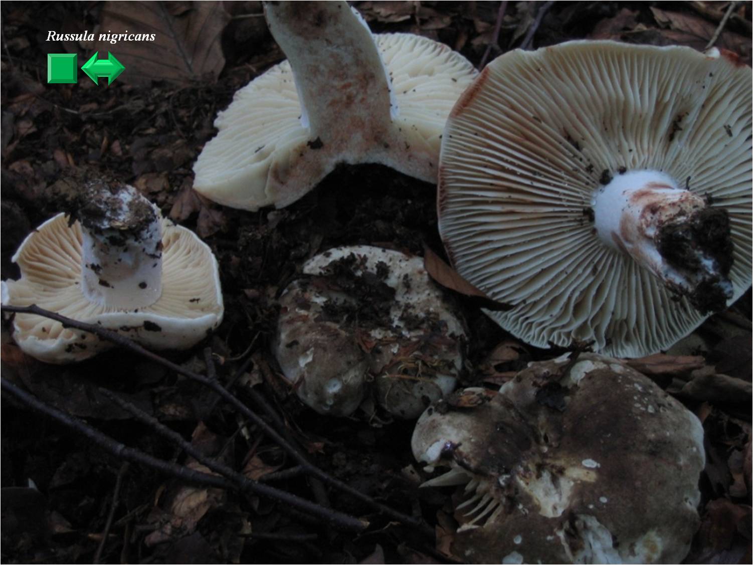 Russula densifolia