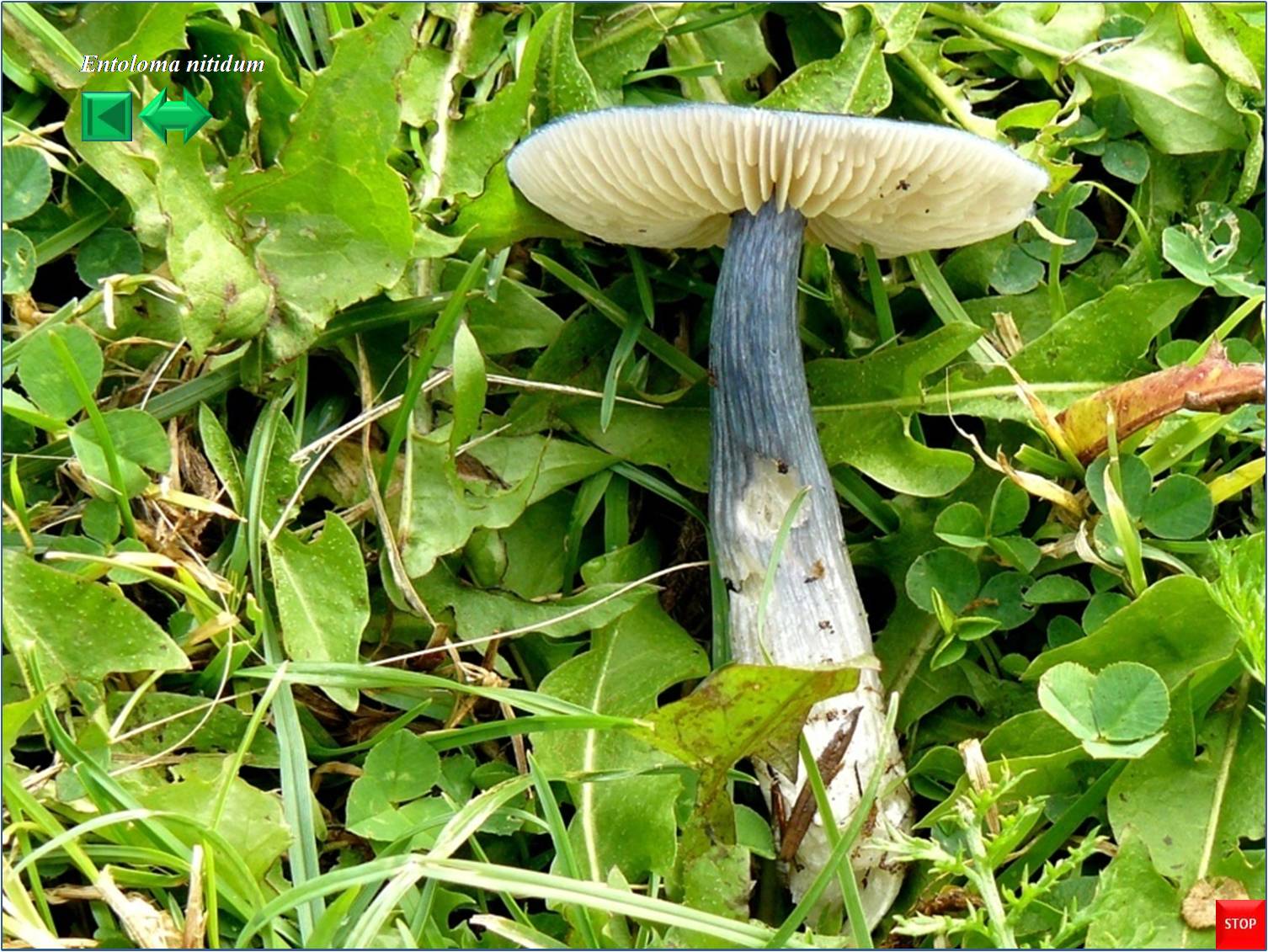 Entoloma nitidum