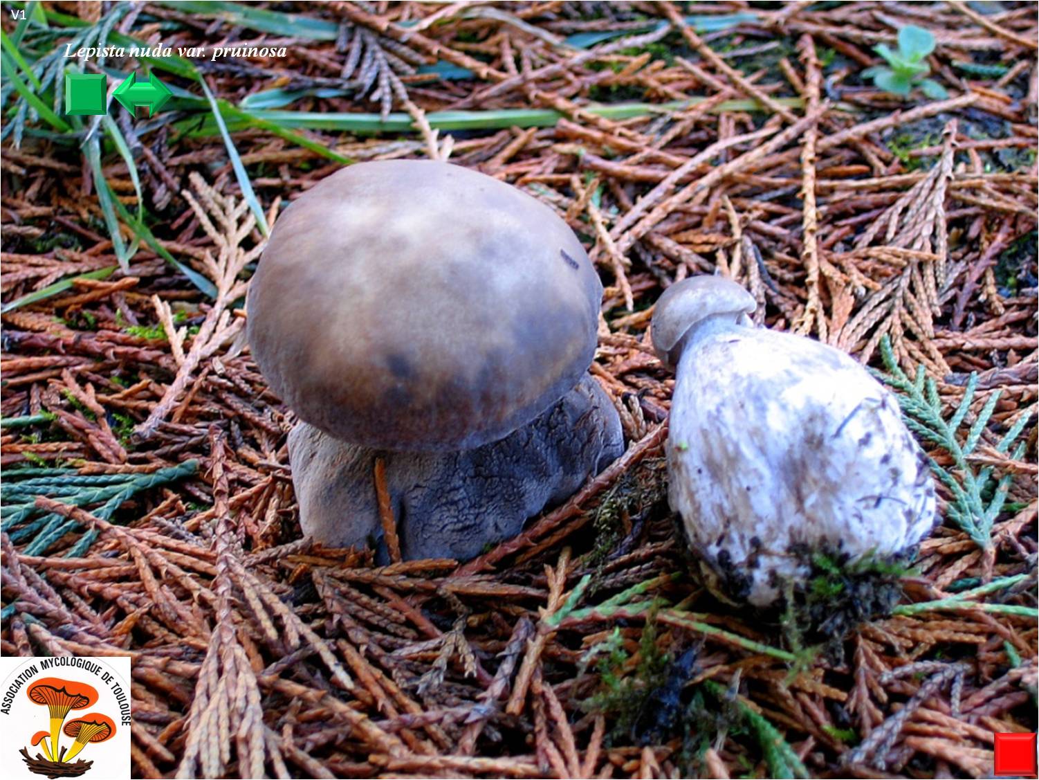 Lepista irina var. montana