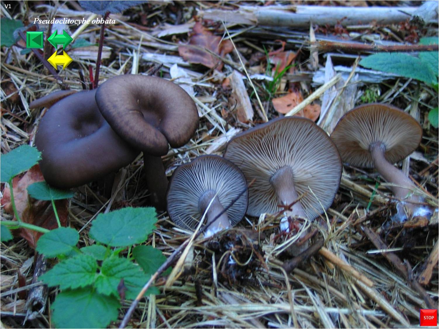 Pseudoclitocybe cyathiformis