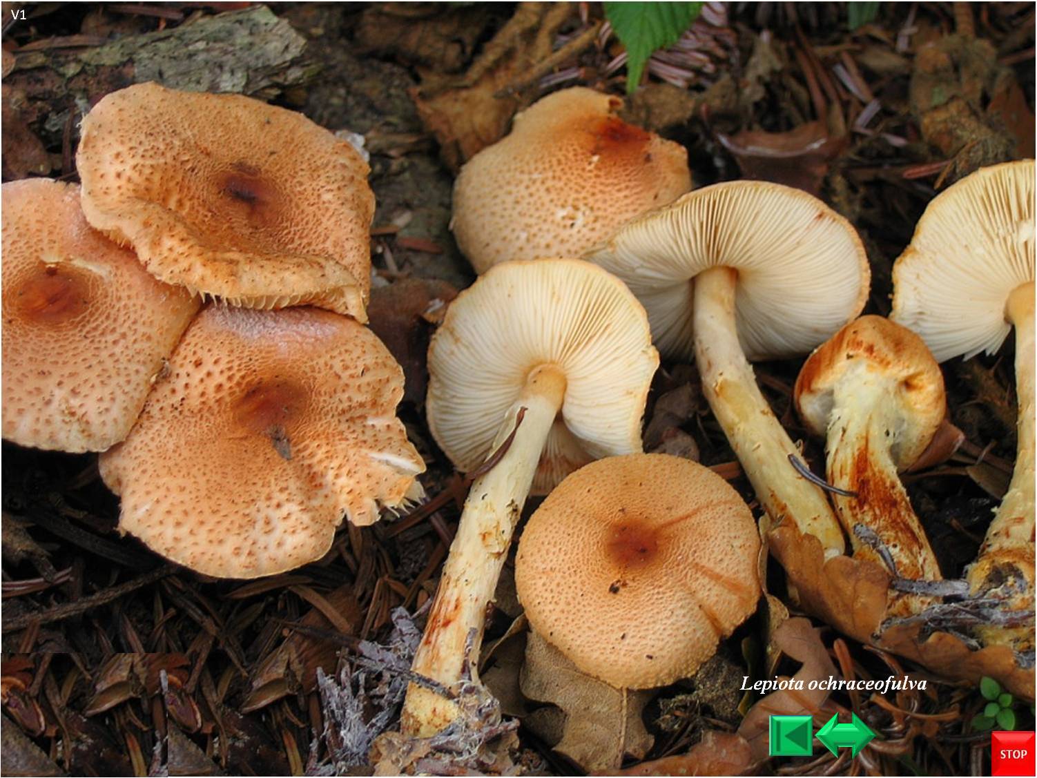 Lepiota ochraceofulva