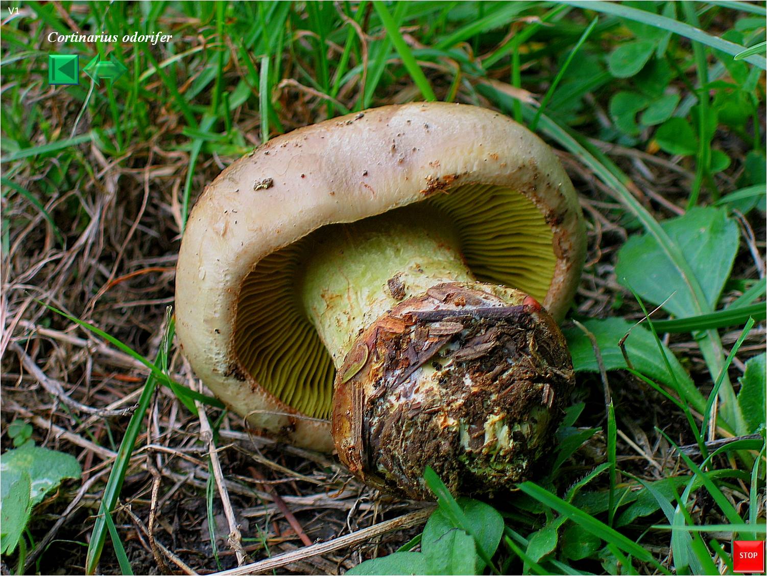 Cortinarius odorifer