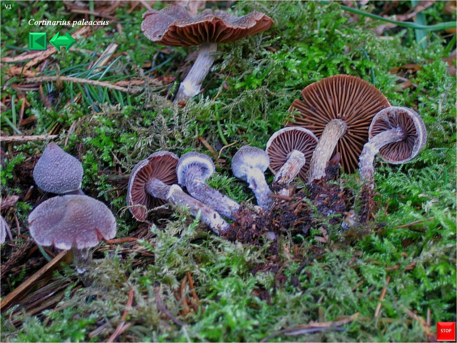 Cortinarius hemitrichus