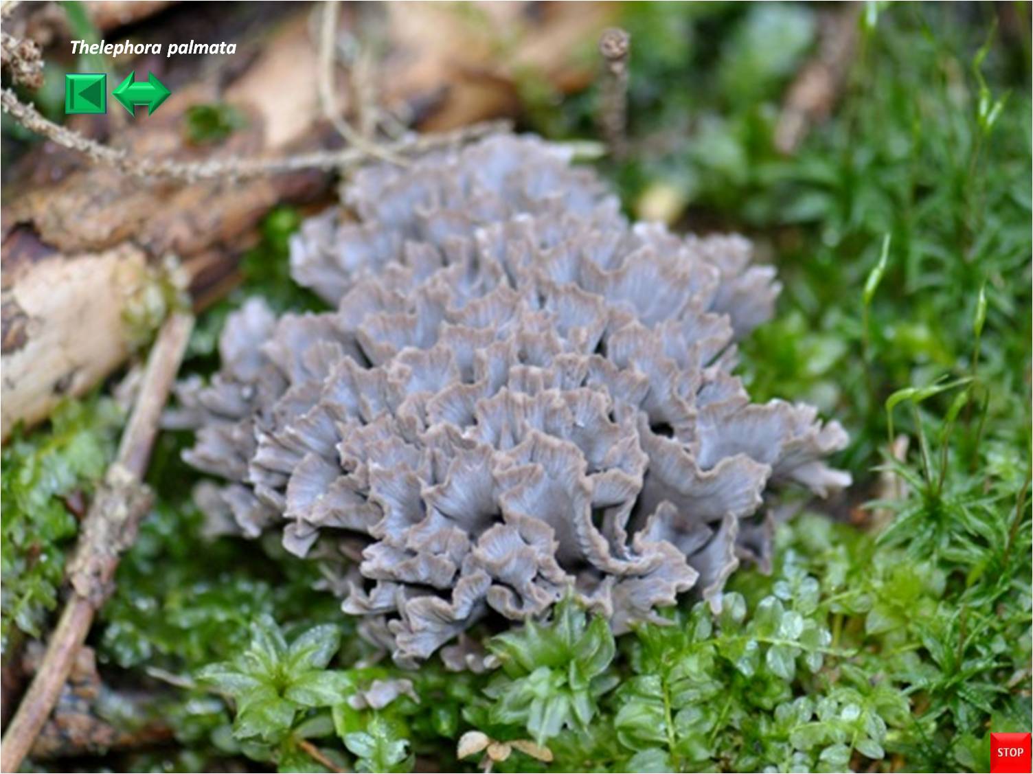 Thelephora palmata