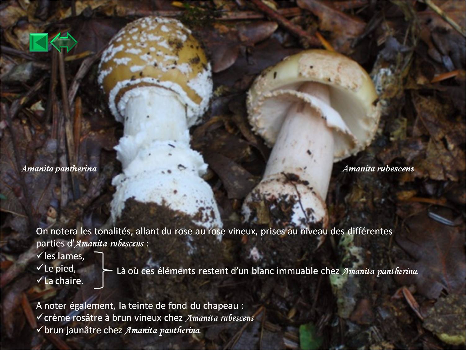 Amanita spissa