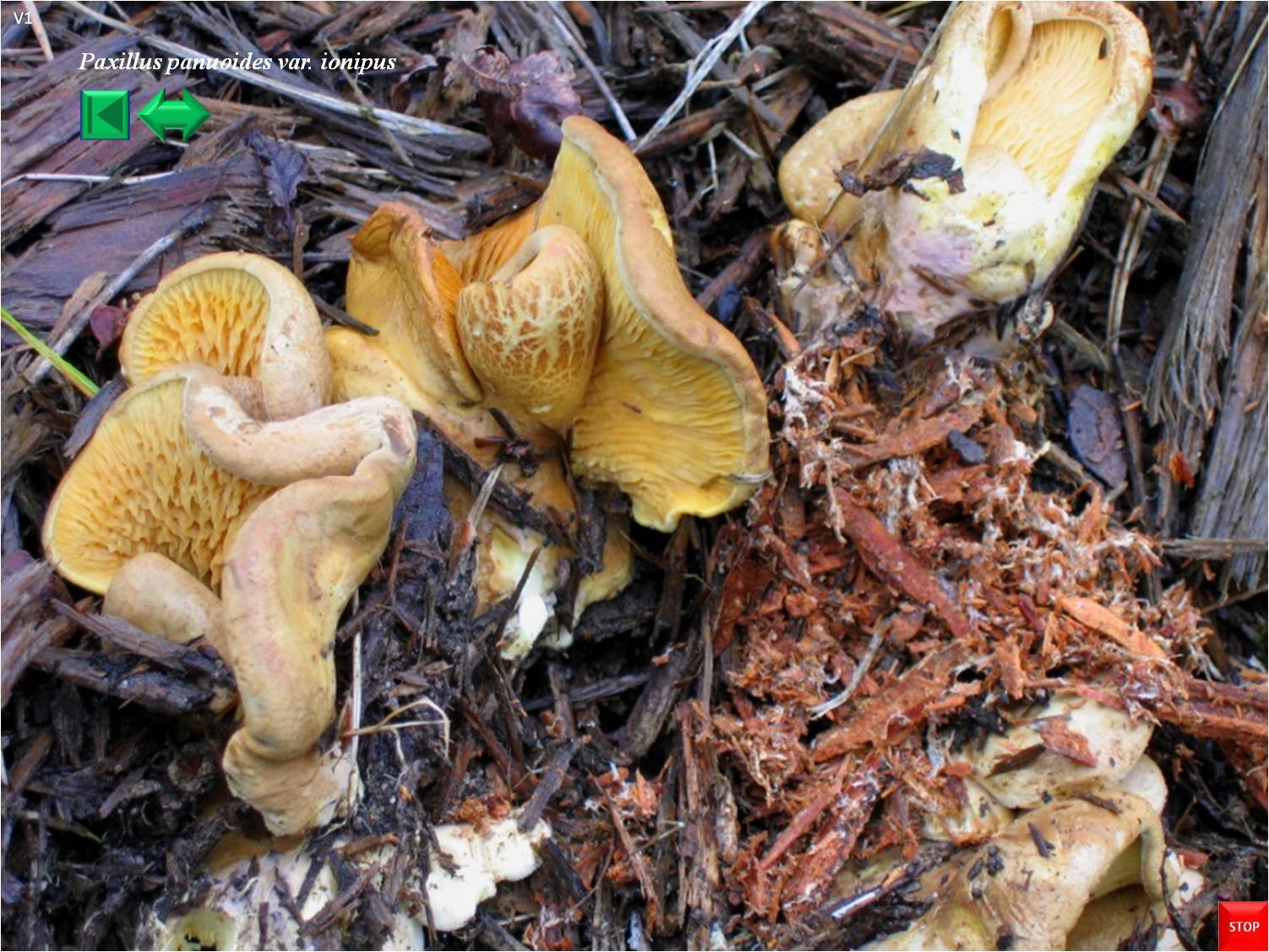 Paxillus panuoides