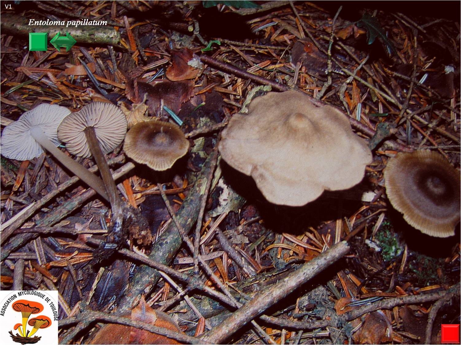 Entoloma papillatum