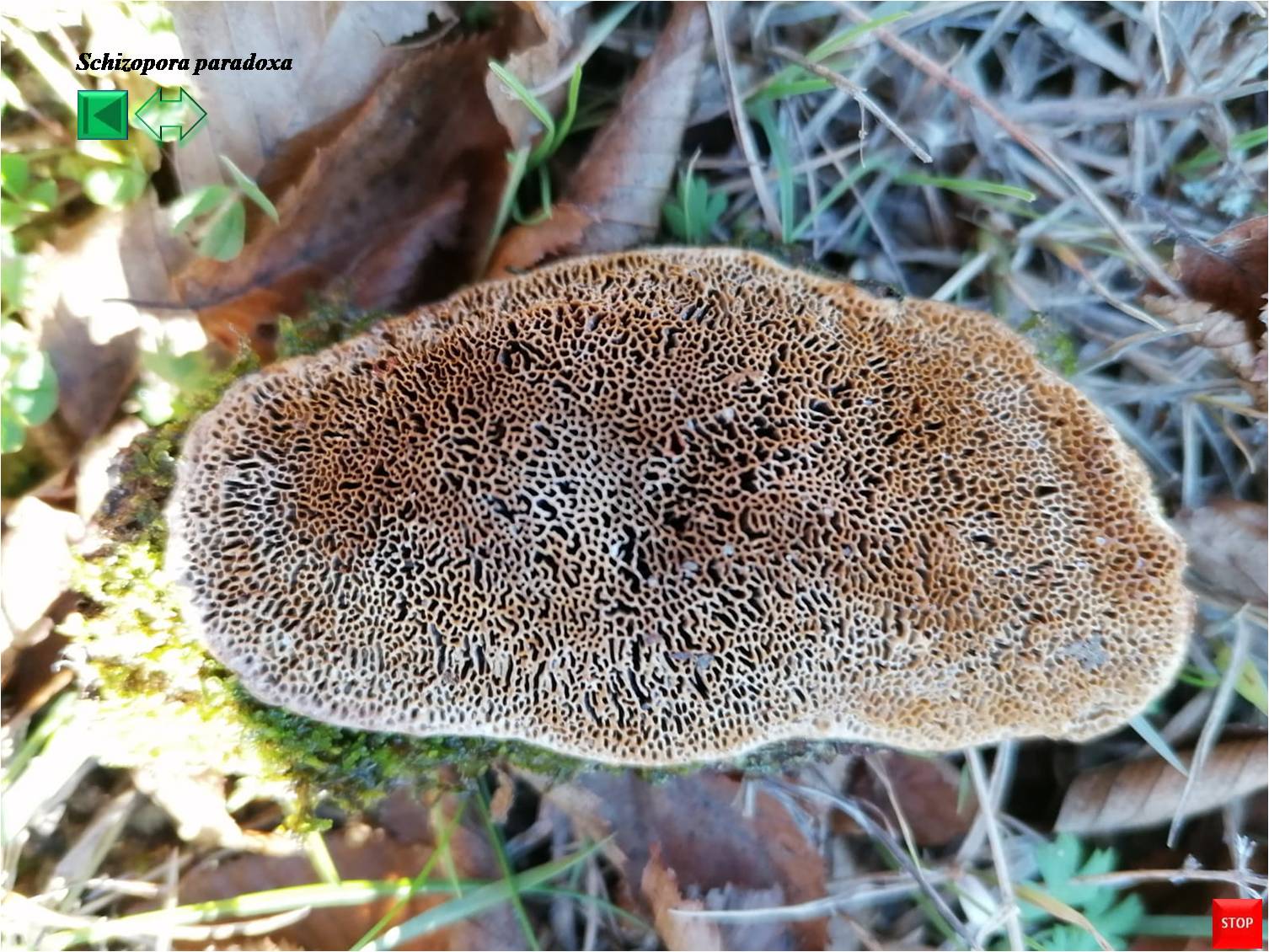 Schizopora paradoxa