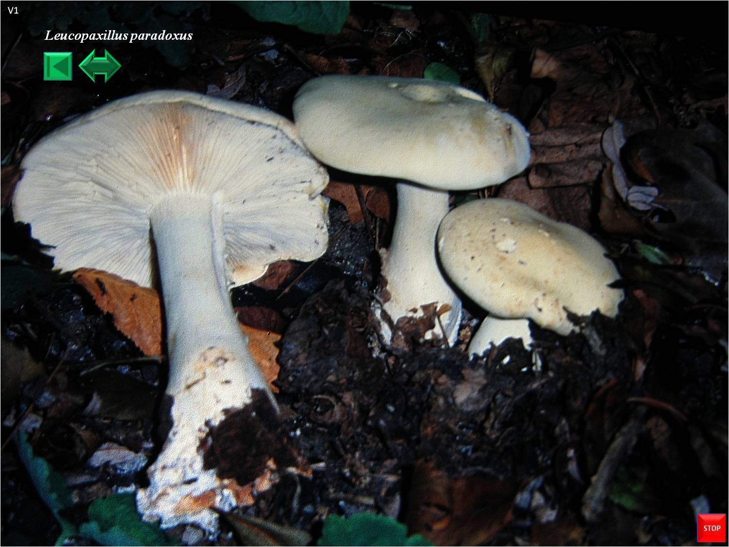 Leucopaxillus paradoxus