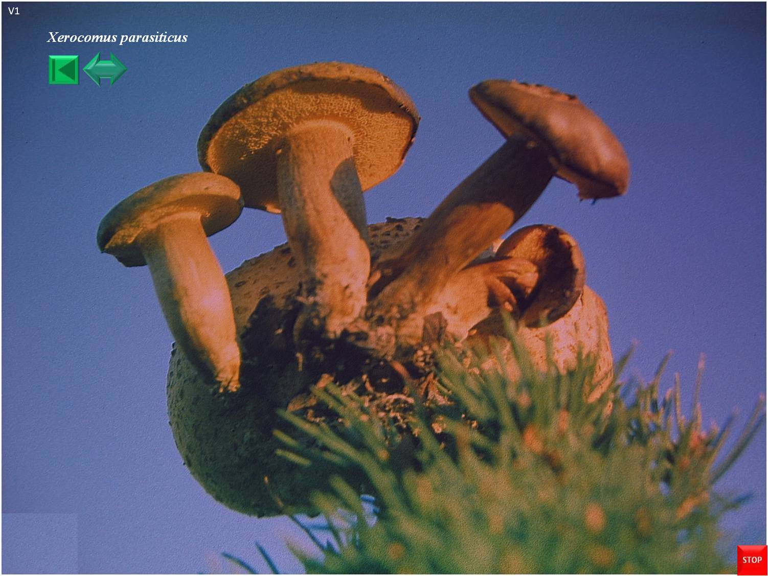 Xerocomus parasiticus