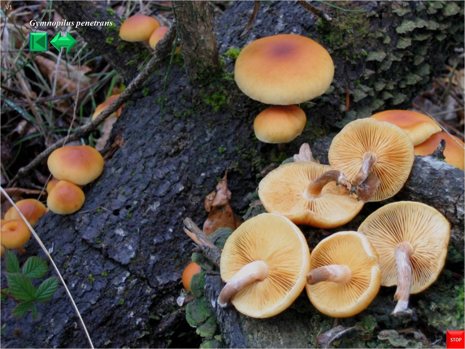 Gymnopilus hybridus