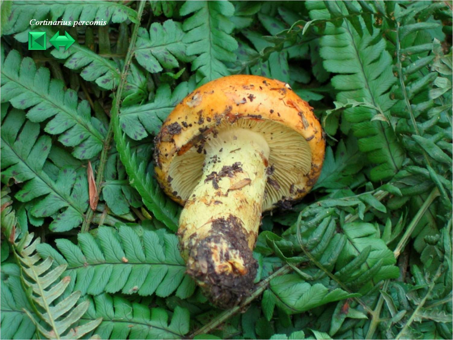 Cortinarius percomis
