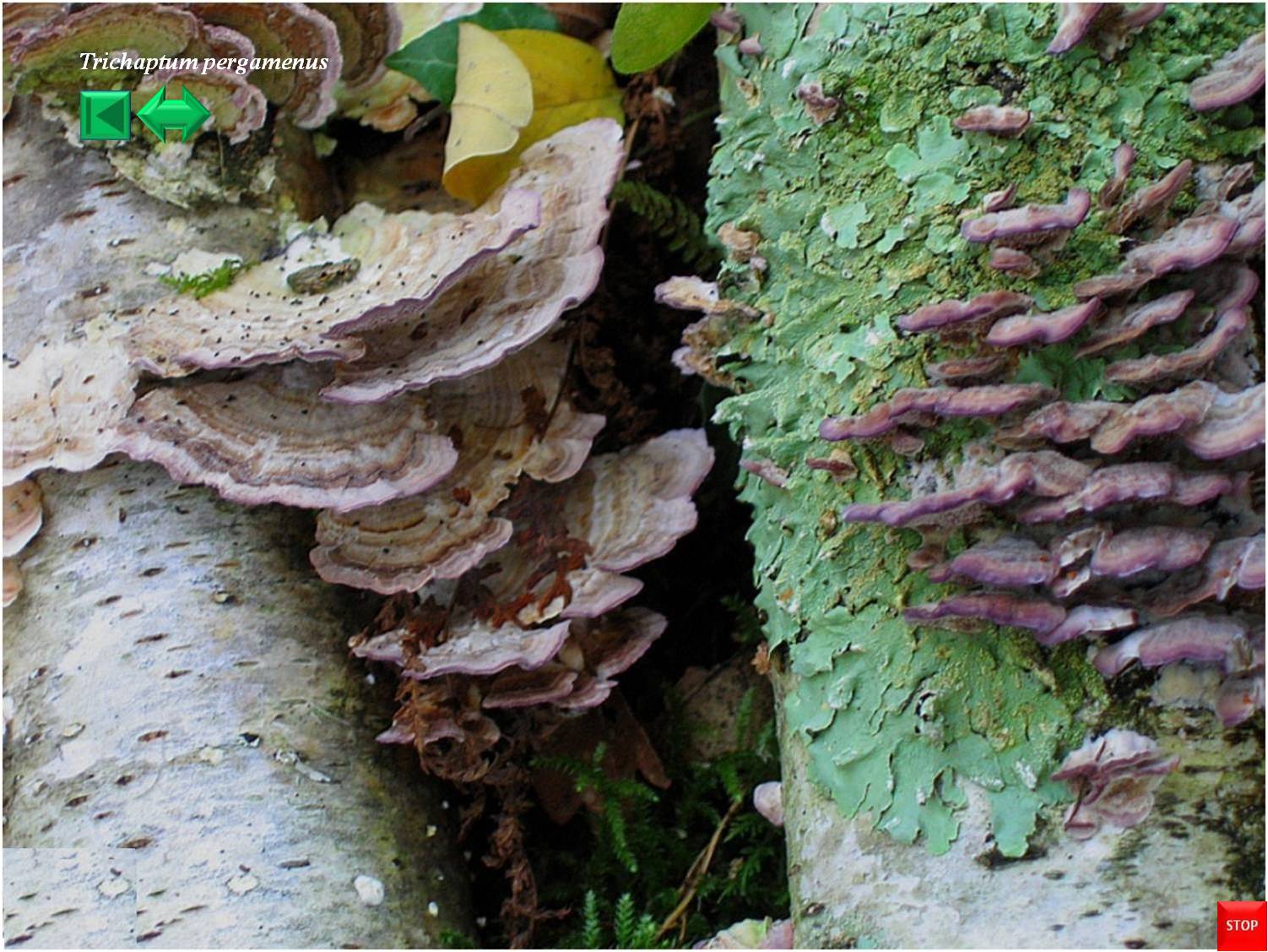 Trichaptum abietinum