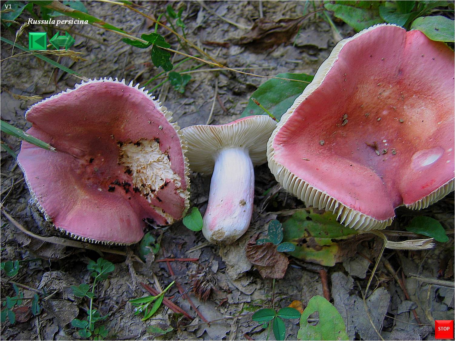 Russula persicina