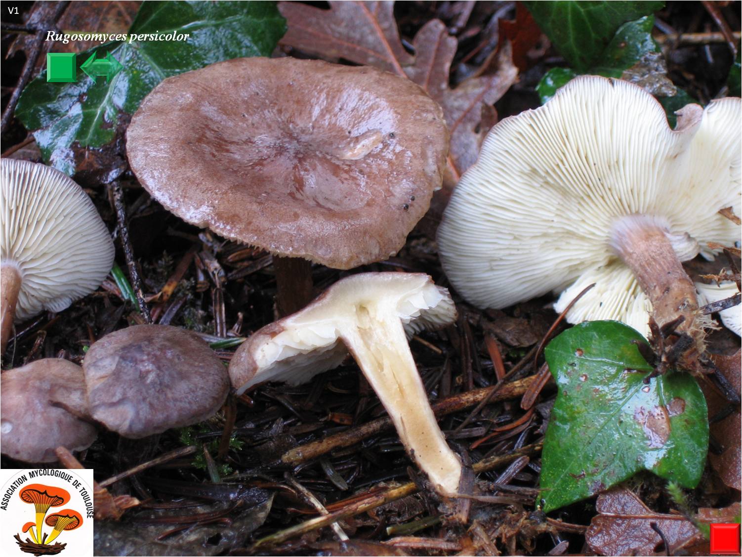 Rugosomyces persicolor