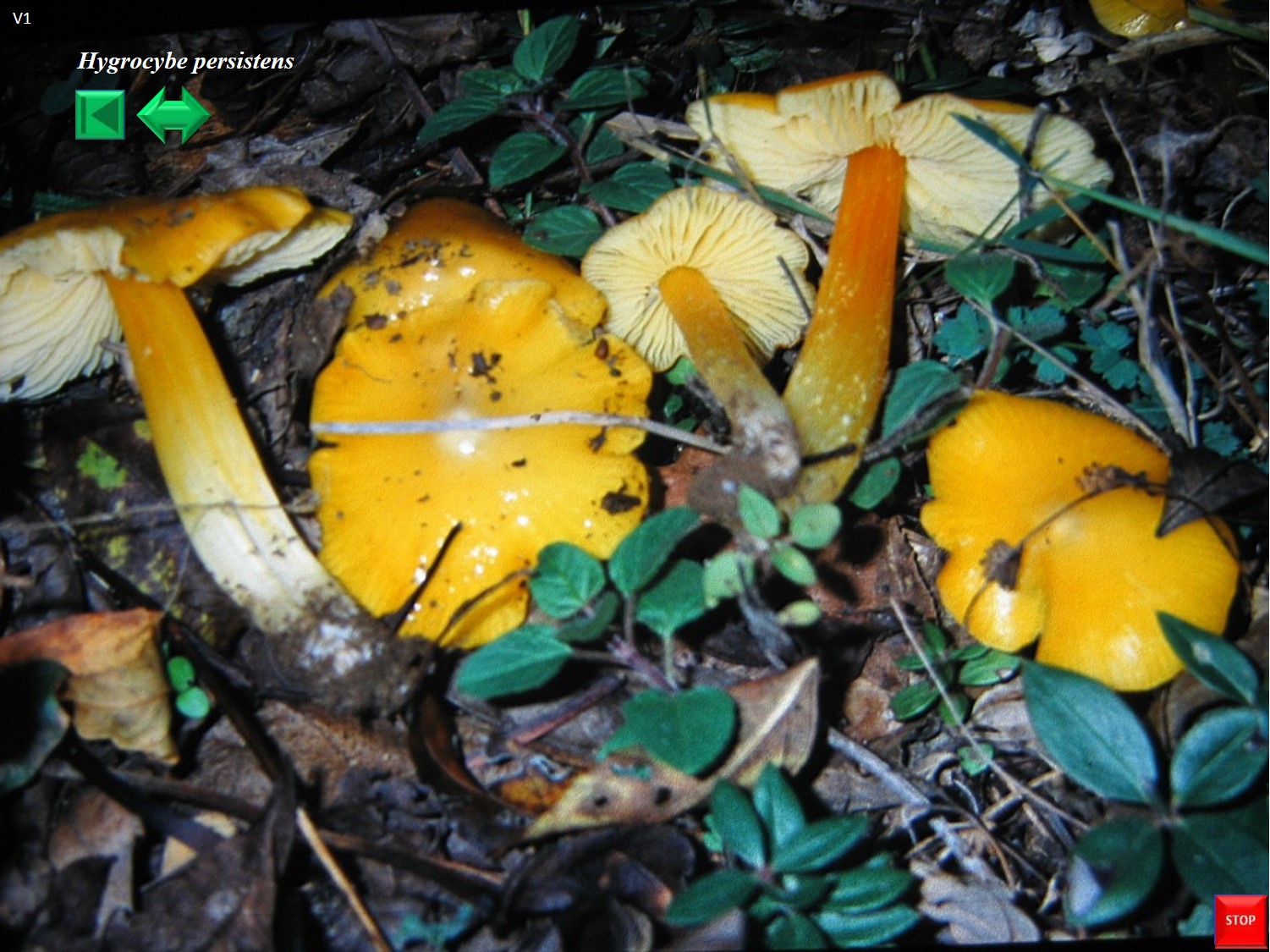 Hygrocybe persistens