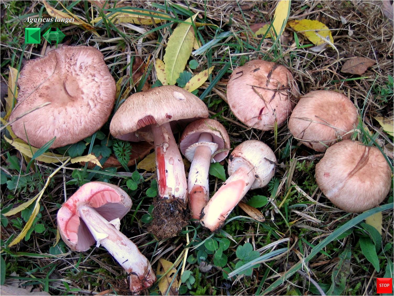Hygrocybe acutoconica var. langei