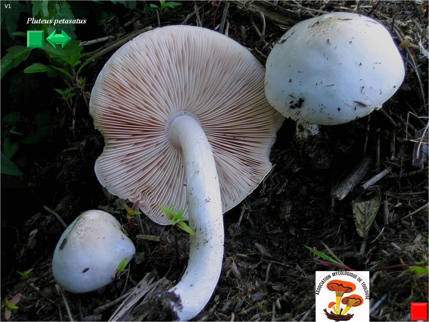 Pluteus petasatus