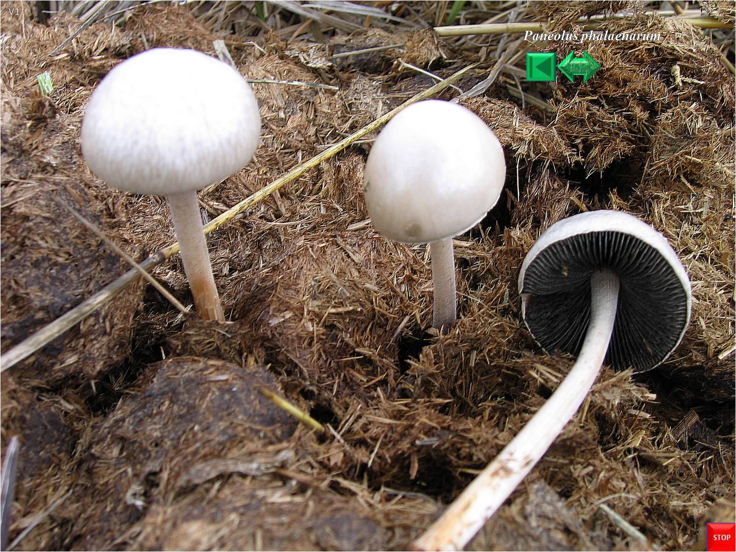 Panaeolus phalaenarum