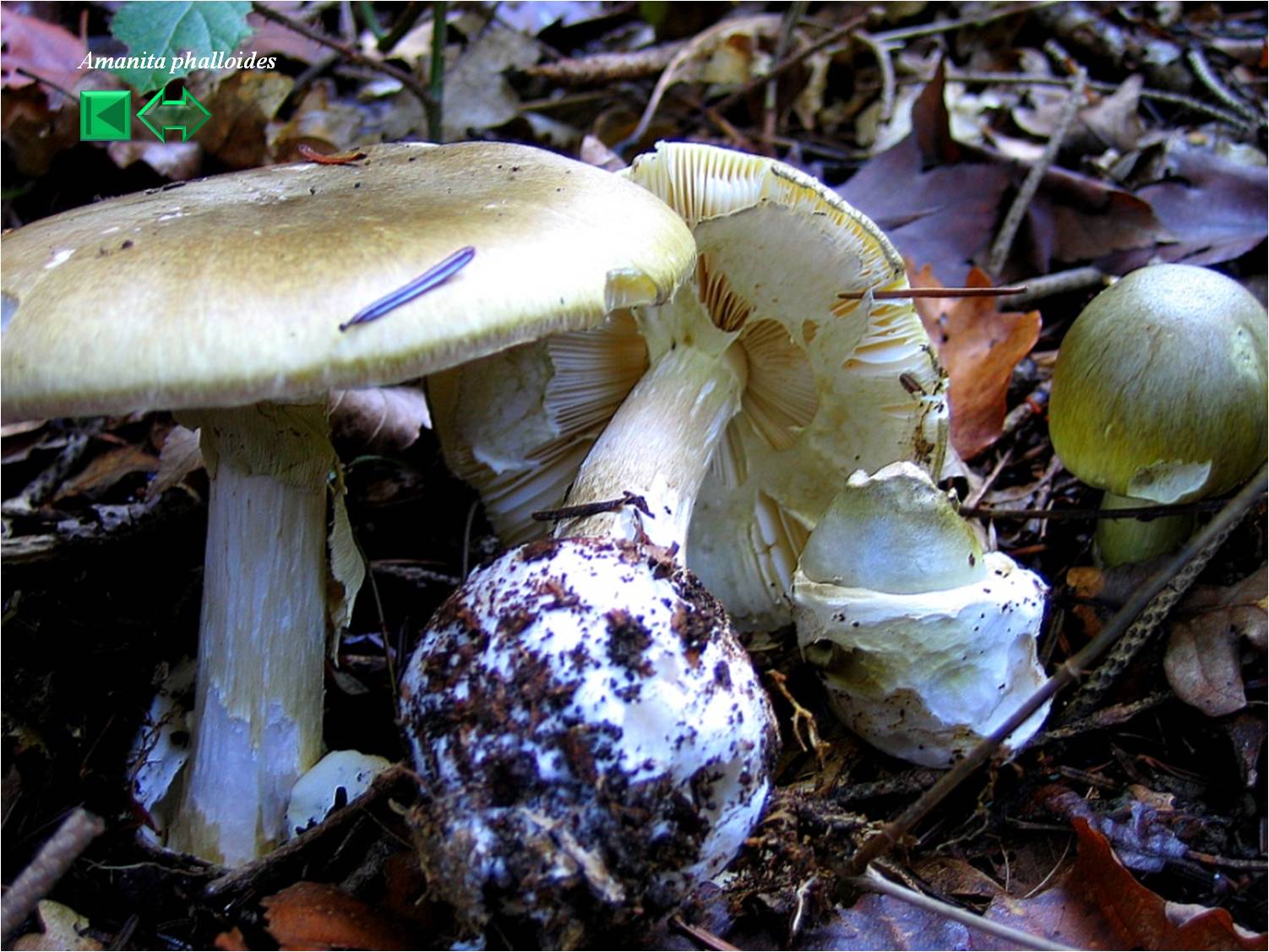 Amanita phalloides