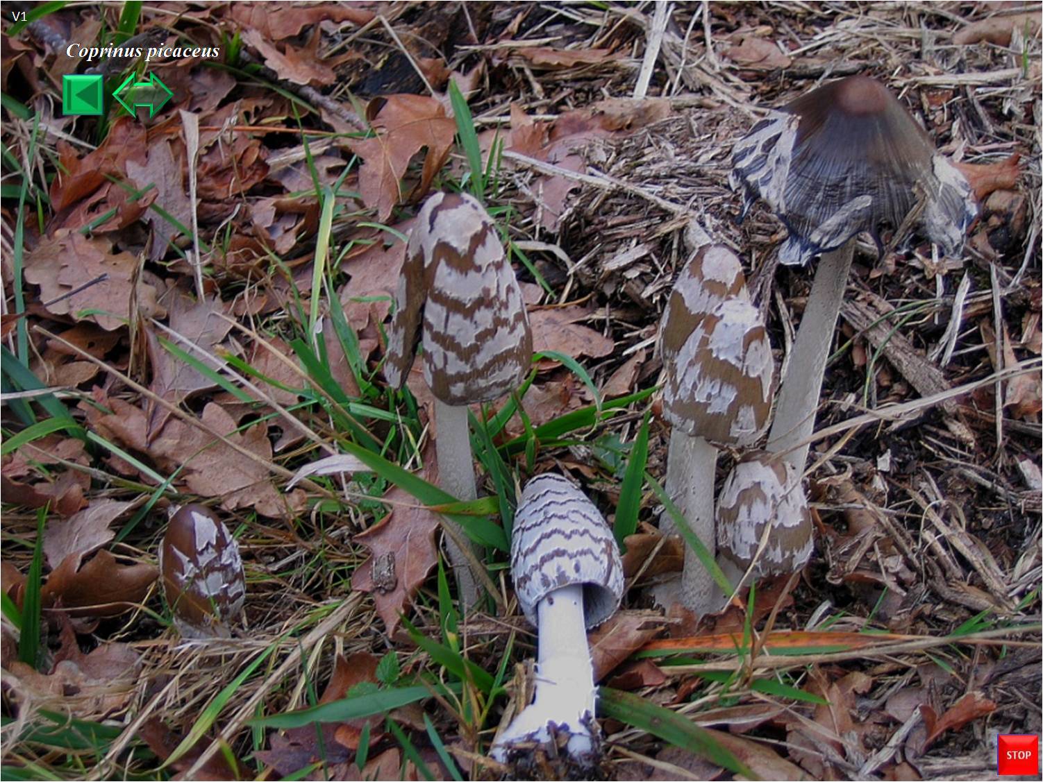 Coprinus picaceus