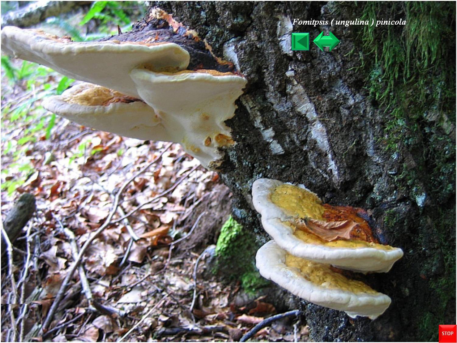 Fomitopsis pinicola