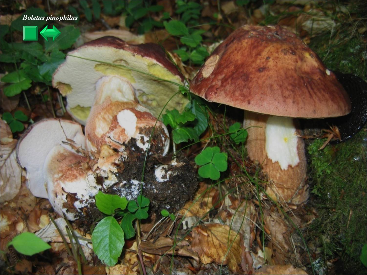 Boletus aereus