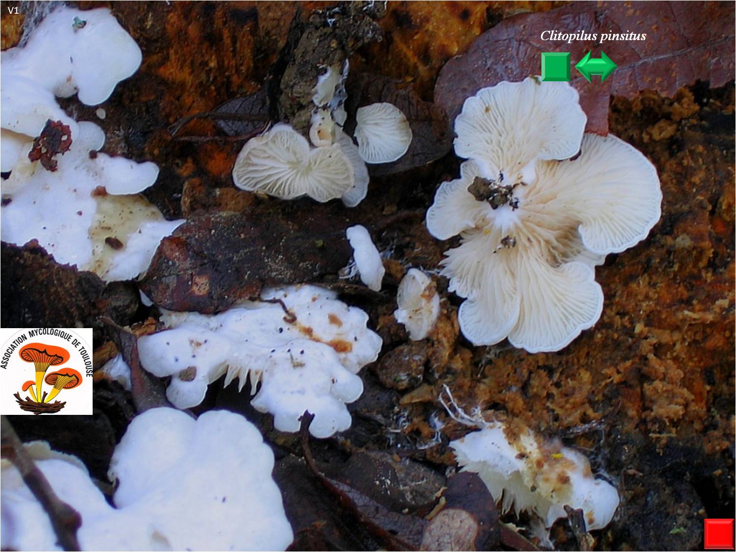 Clitopilus pinsitus
