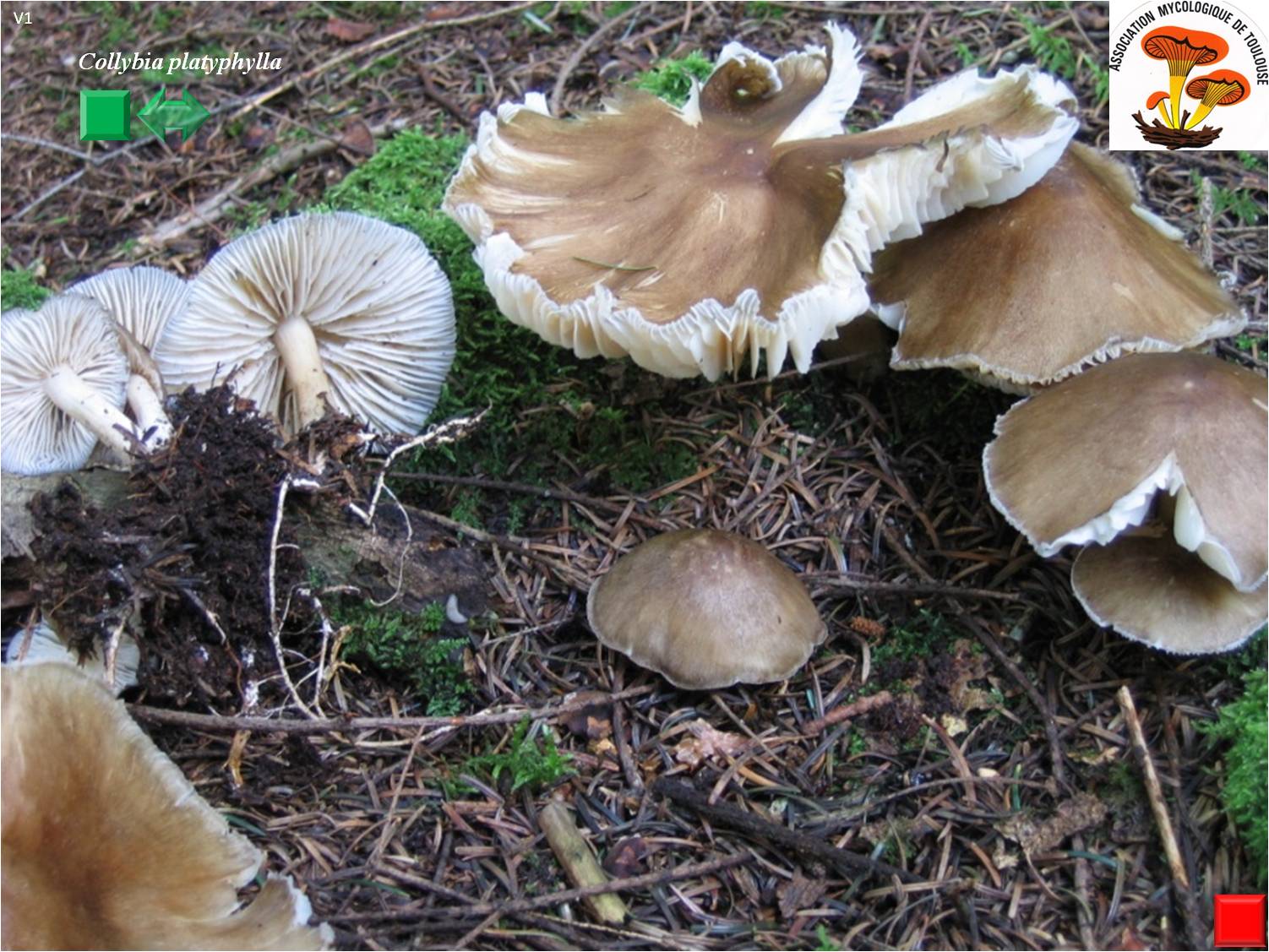 Collybia platyphylla