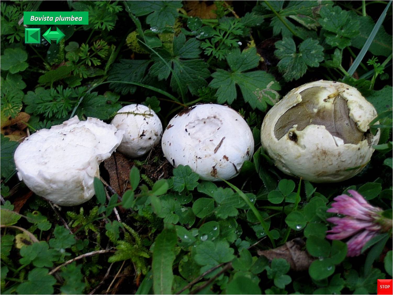 Bovista plumbea