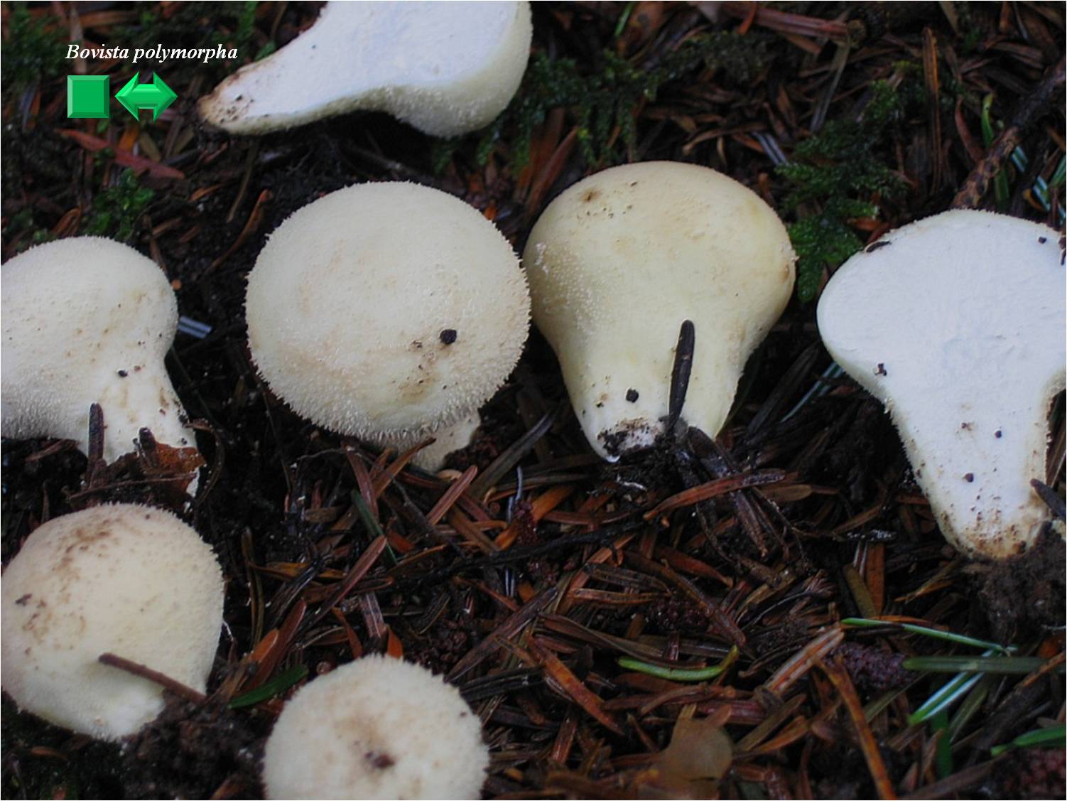 Bovista polymorpha