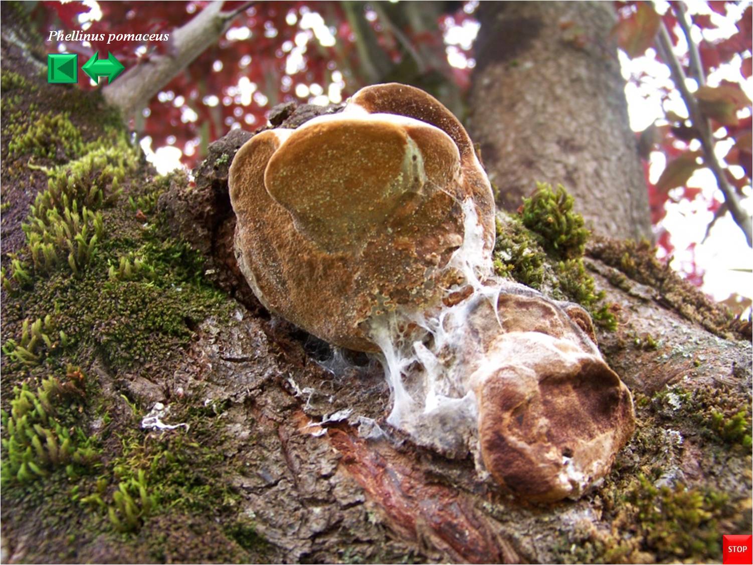 Phellinus tuberculosus