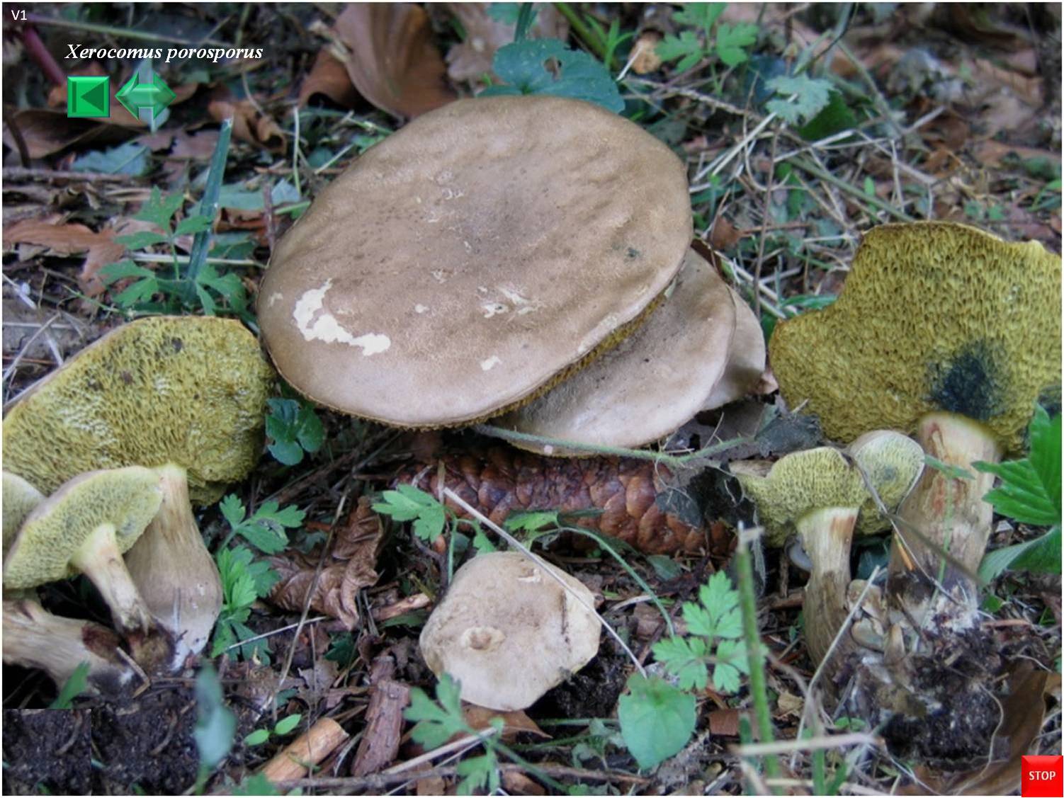 Xerocomus porosporus