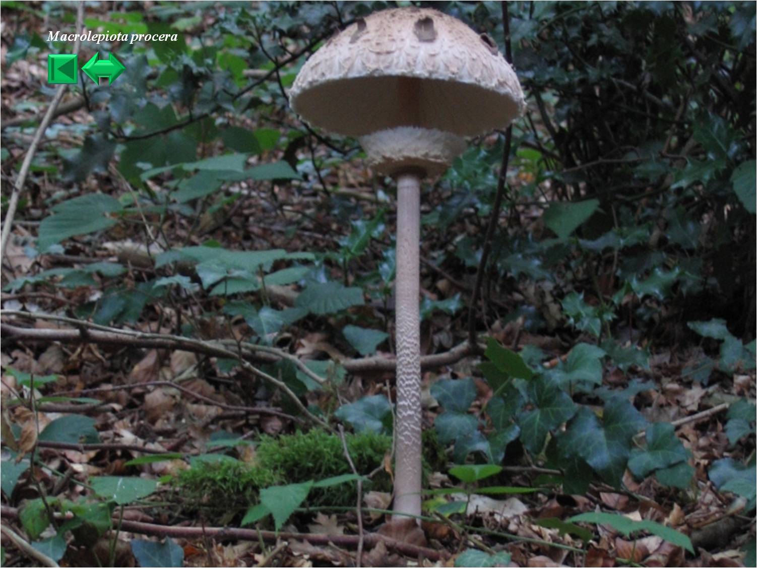 Macrolepiota procera