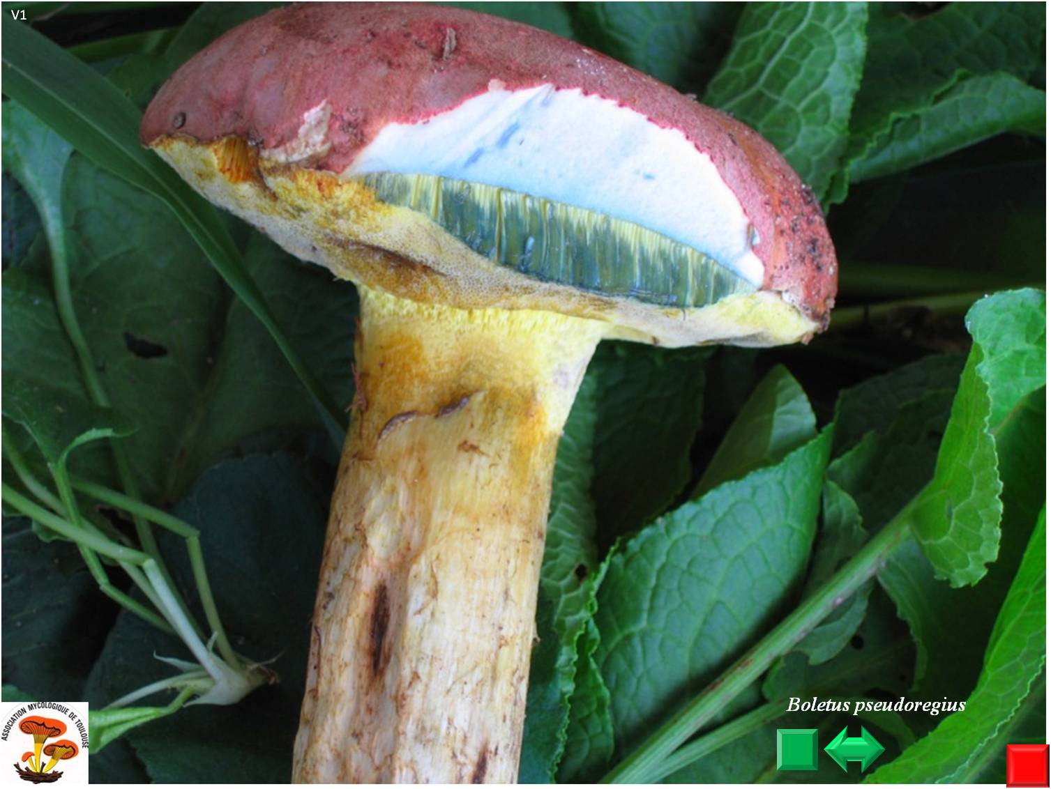 Boletus pseudoregius