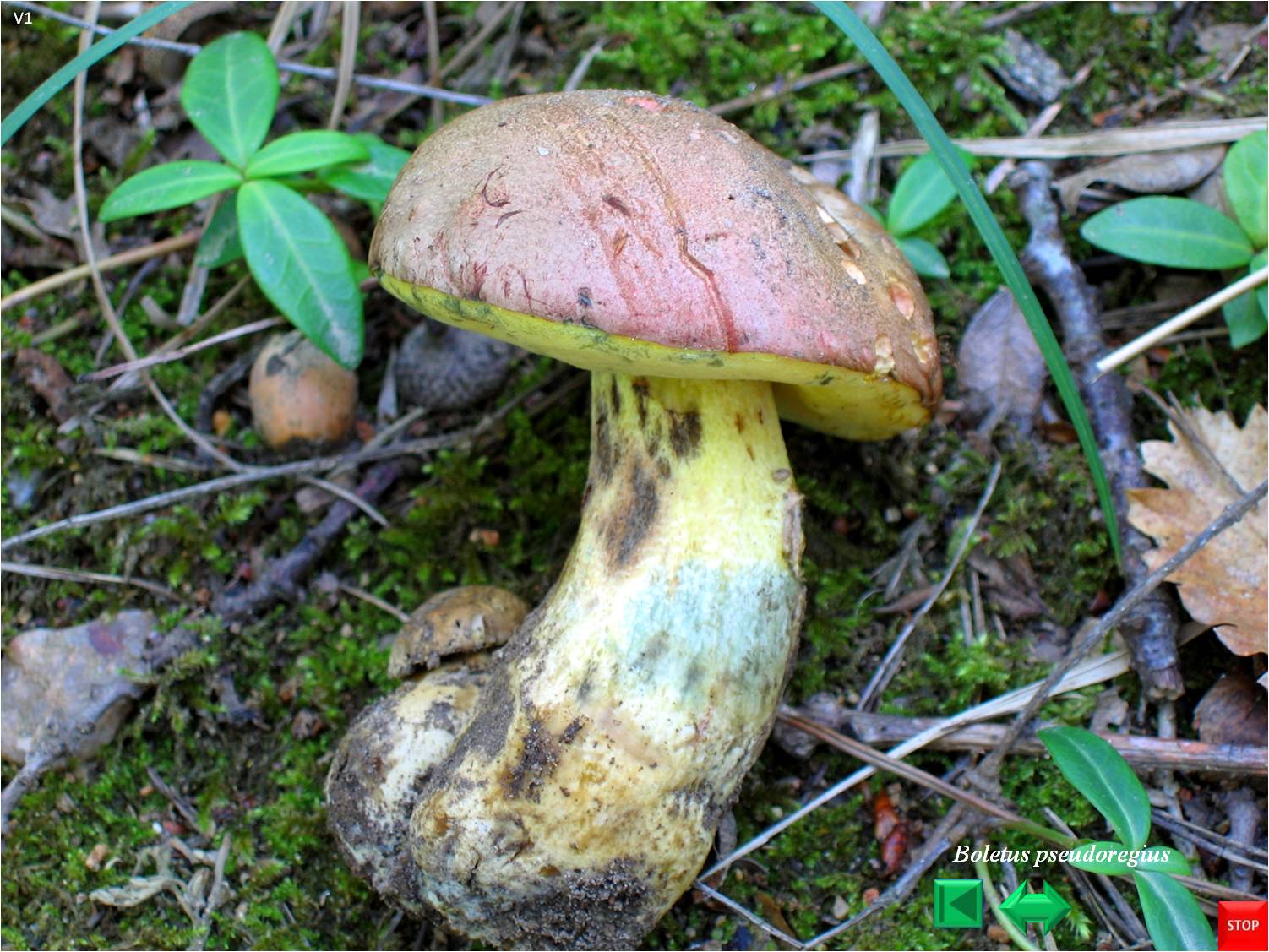Boletus pseudoregius