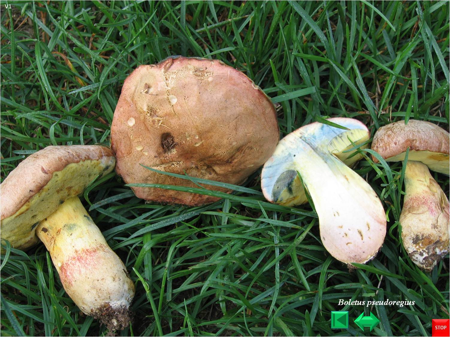 Boletus pseudoregius