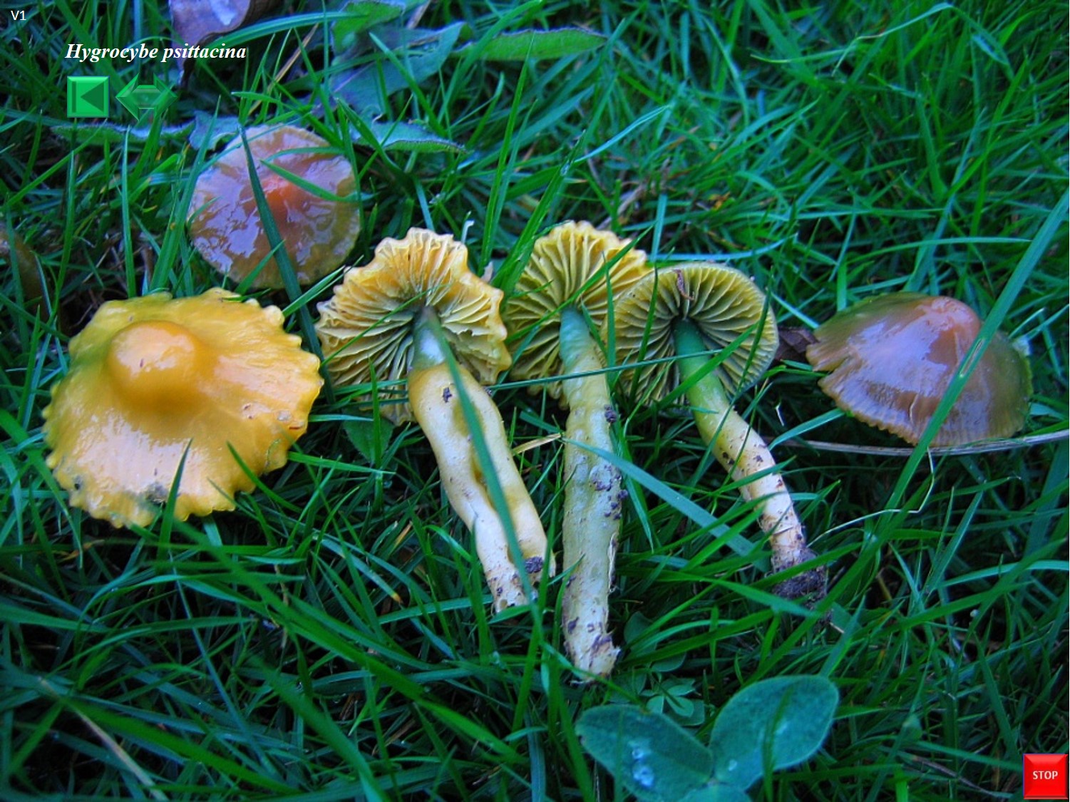 Hygrocybe psittacina