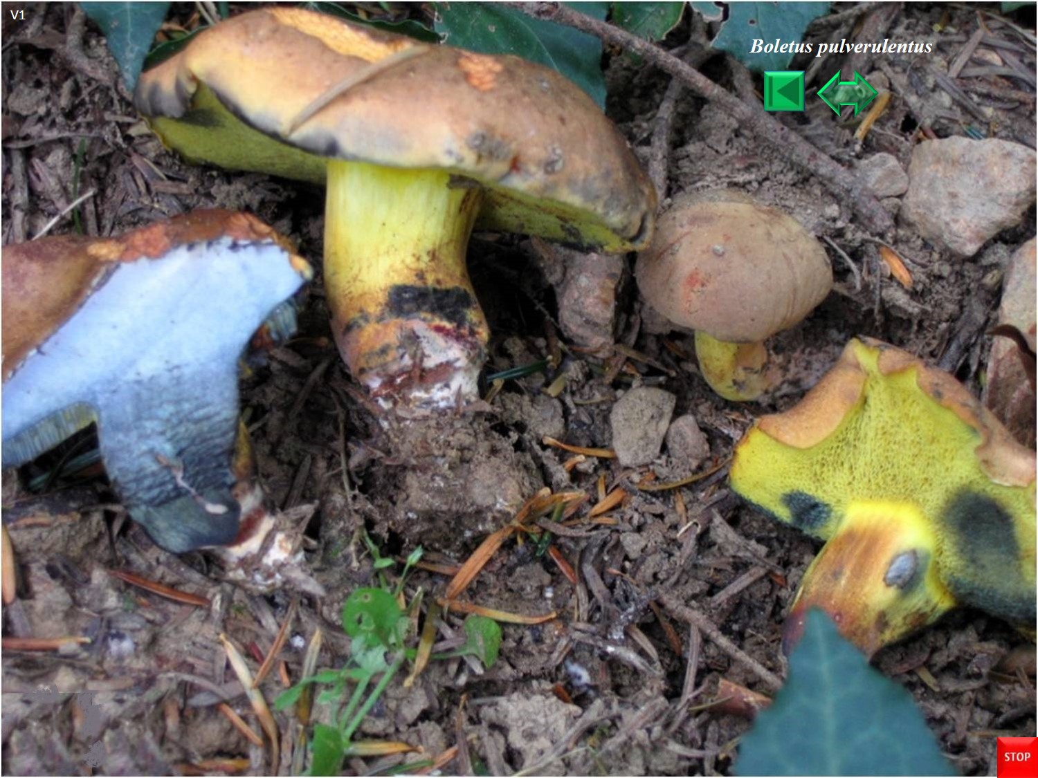 Boletus pulverulentus