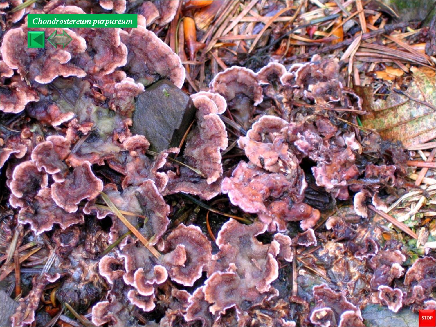 Chondrostereum purpureum