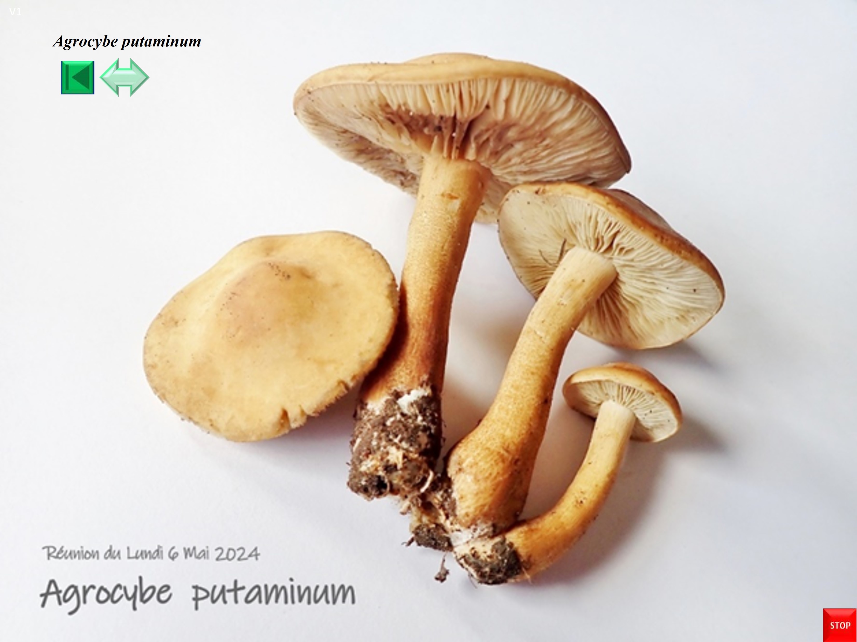 Agrocybe putaminum
