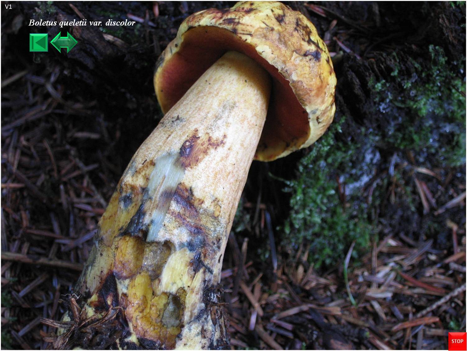 Suillellus queletii var. discolor