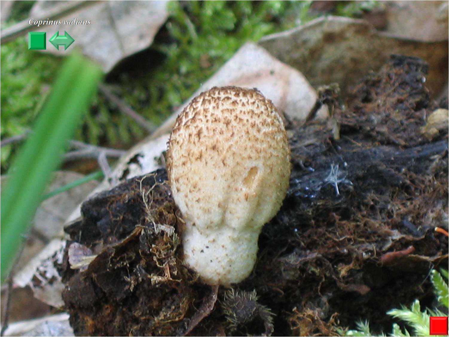 Coprinus radians