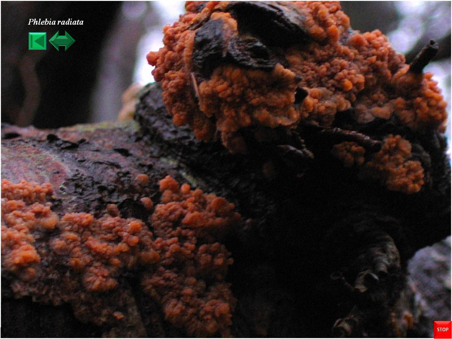 Phlebia radiata