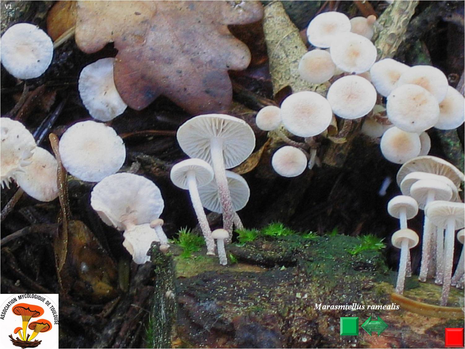 Marasmiellus ramealis