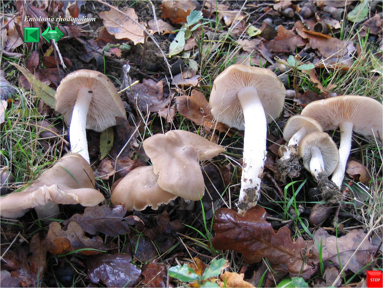 Entoloma rhodopolium