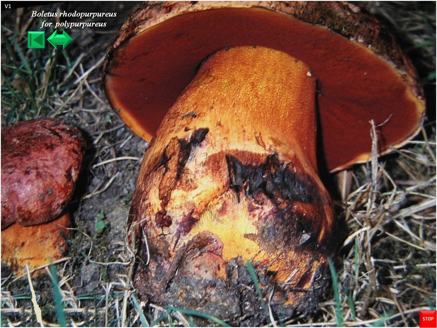 Imperator rhodopurpureus