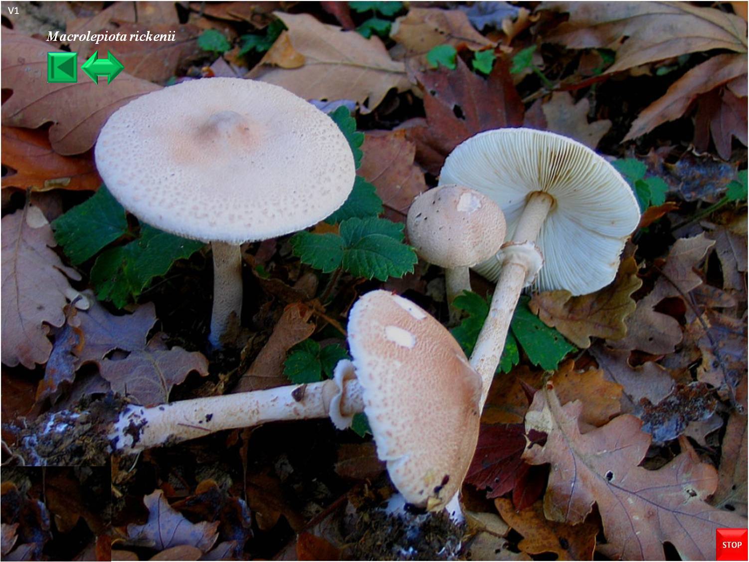 Macrolepiota mastoidea
