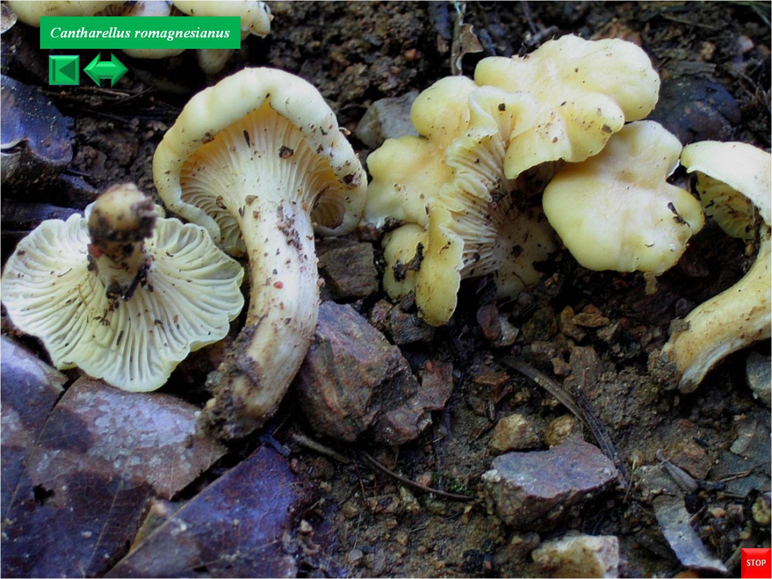 Cantharellus friesii